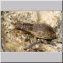 Sitona sp - Ruesselkaefer 02 5mm.jpg